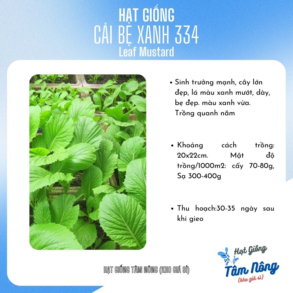 Hạt giống Cải bẹ xanh TN 334