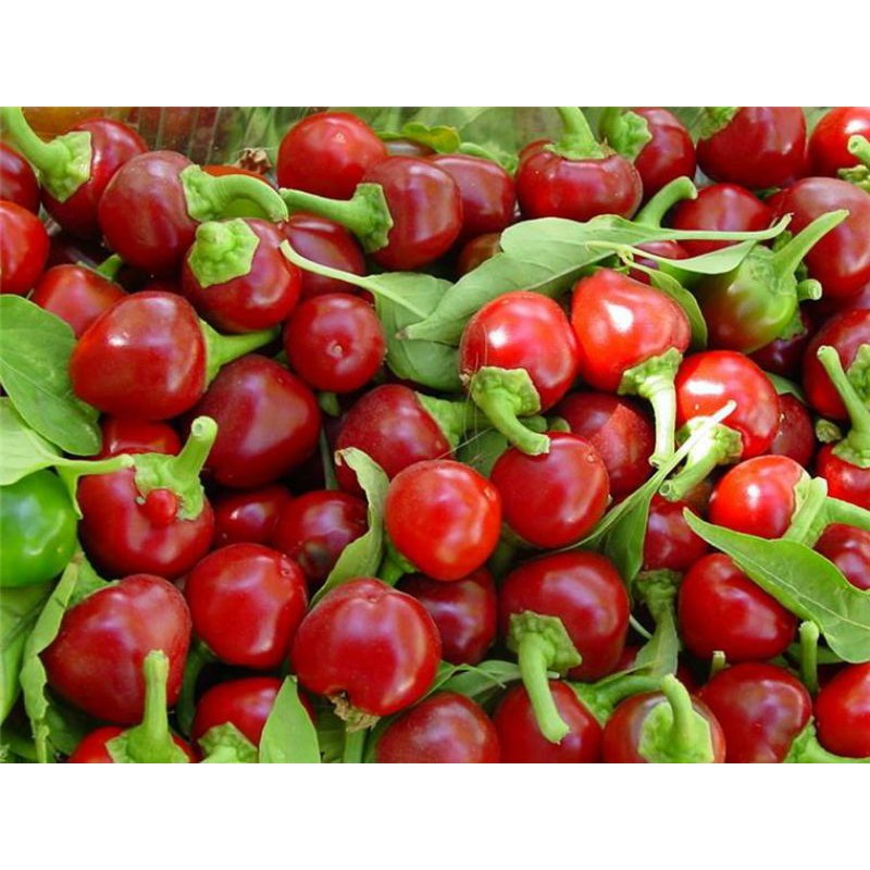 Hạt giống ớt cherry bomb f1 nhập khẩu mỹ