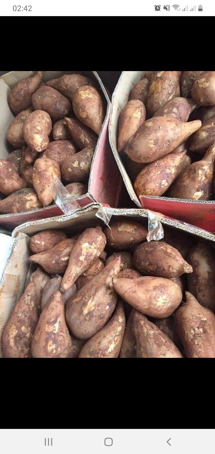 Khoai sâm đất 1kg giòn ngọt