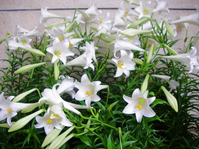 Củ giống hoa loa kèn trắng