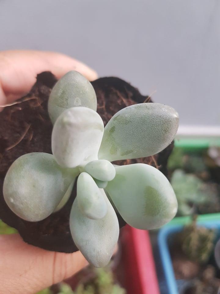 Sen Sỏi Đá Trắng