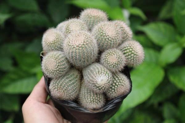 Xương Rồng Lông Thiên Nga Bụi