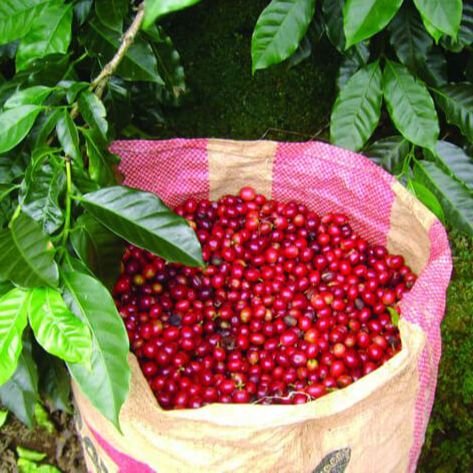 [HCM]500gr Cafe sạch rang mộc xay sẵn.