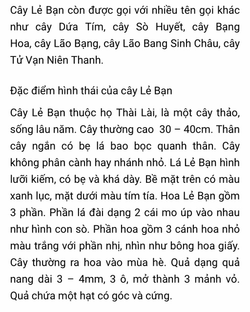 Cây dứa tím ( cây lẻ bạn , sò huyết)