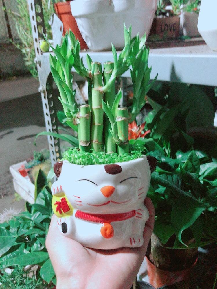 Cây Phát Tài