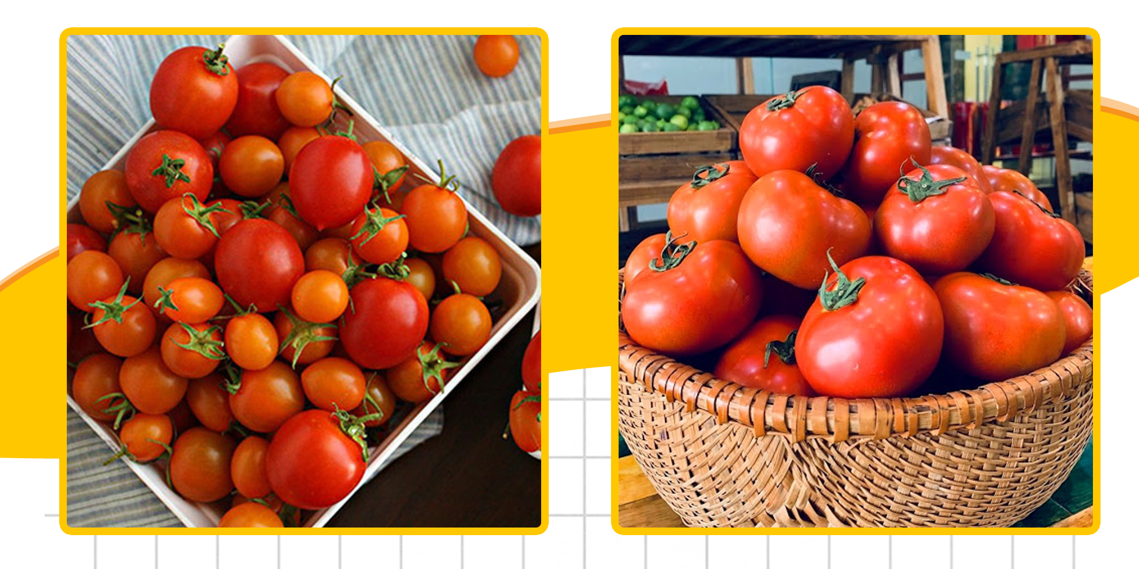 Hạt giống Cà Chua Đỏ Quả To, Quả Cà Chua Màu Đỏ Tươi Đẹp Mắt Kích Thước To Hơn Cà Chua Thông Thường (Gói 50 Hạt) - Nông Sản Vàng