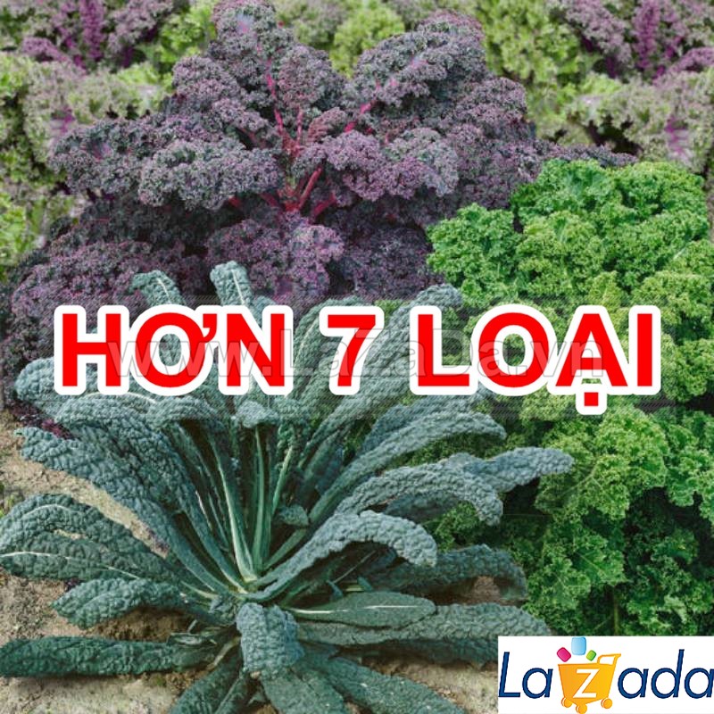 5GR 1000.HẠT Hạt Giống Cải Xoăn Kale Crazy Mix (| B19*W55)