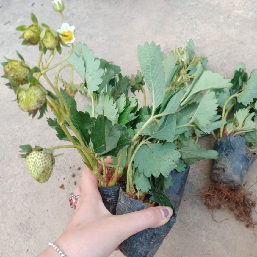 (CÓ Quả) bầu dâu tây đang hoa và quả (bầu bé)