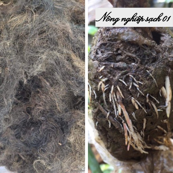 Rễ bèo tây - rễ cây lục bình- dùng để chiết cành - ra rễ 100% - 500g