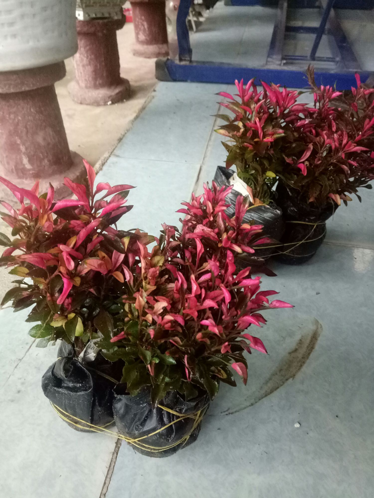 Cây diệu kì . 2 bầu