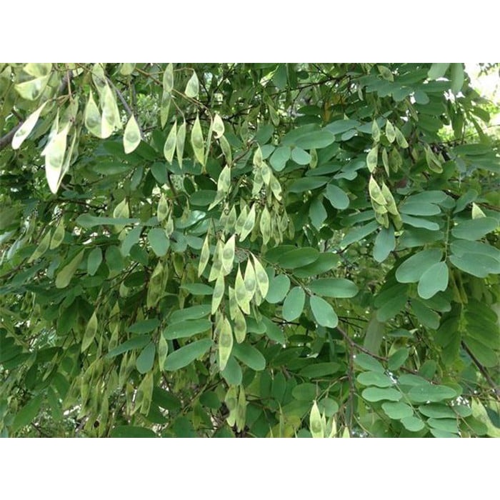 Cây Cẩm Lai