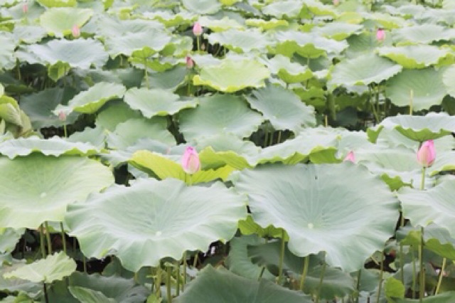 Trà ướp bông sen tươi(5 bông)