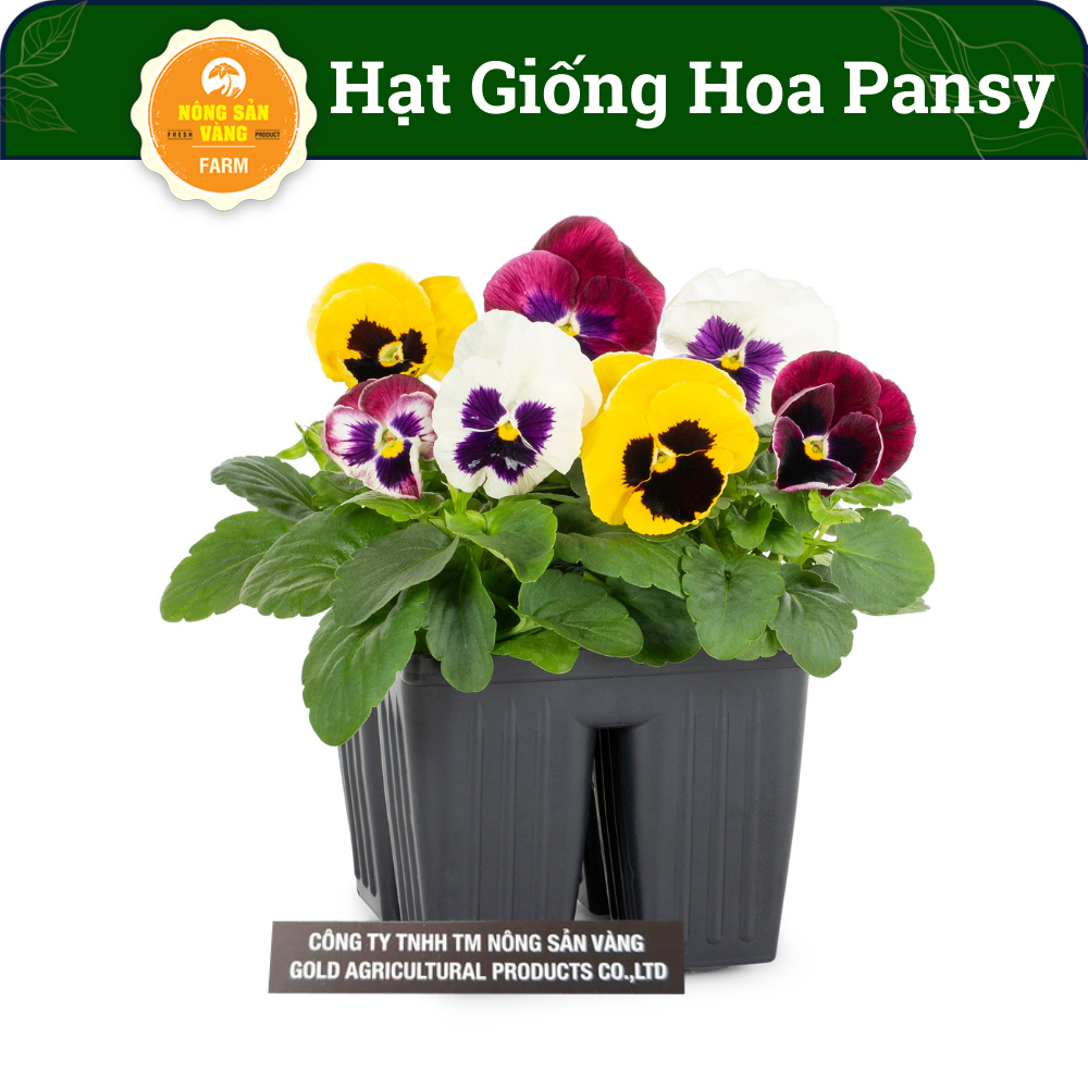 Pansy flower seeds multi-colored mix