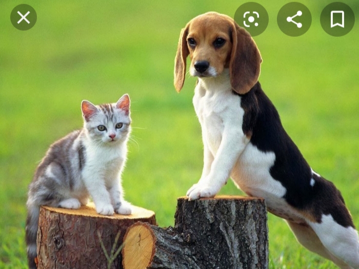 THUỐC DIỆT VE RẬN CHÓ MÈO