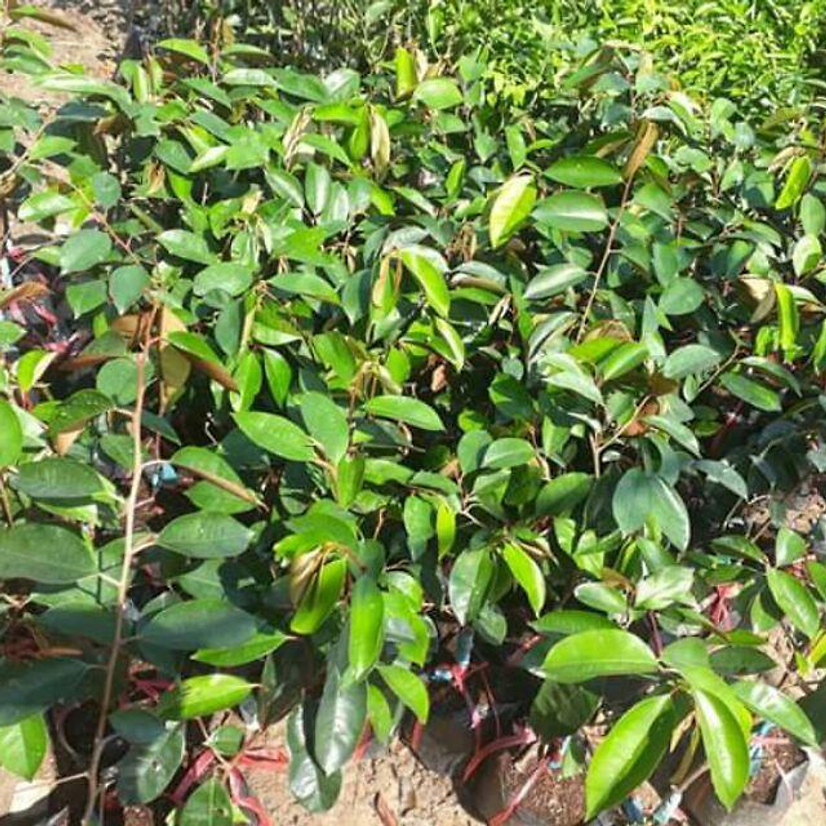 CÂY GIỐNG VÚ SỮA TÍM HÀNG GIEO HẠT