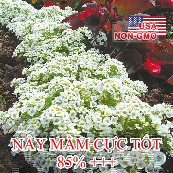 0.2gr 500.hat hạt giống hoa ngàn sao thảm tuyết