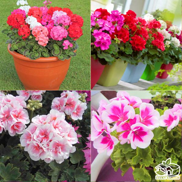 [Mới] - Combo 3 gói Hạt giống hoa phong lữ thảo
