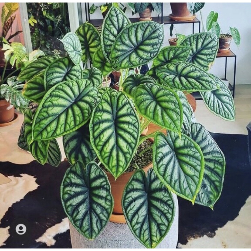 Chậu cây môn Vảy Rồng Xanh - Alocasia Dragon Scale