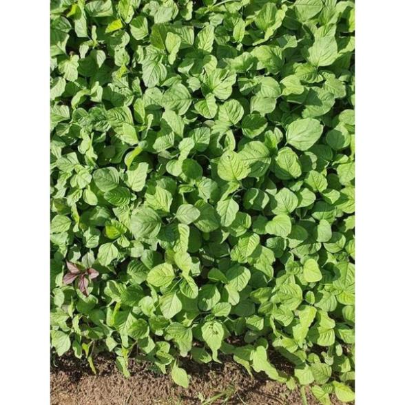 10gr hạt giống rau dền cơm Rạng Đông