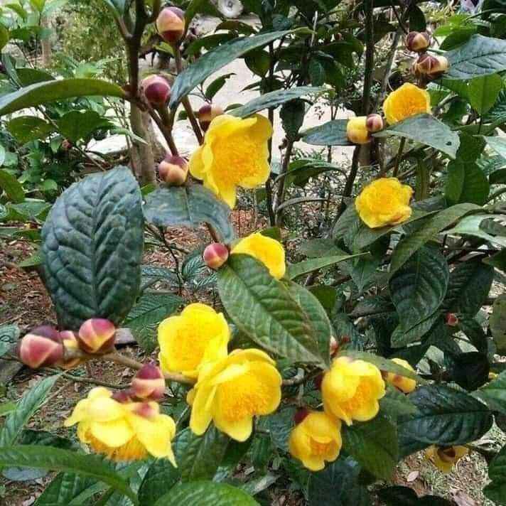 [Giống chuẩn] 3 Cây chè trà hoa vàng trồng từ hạt