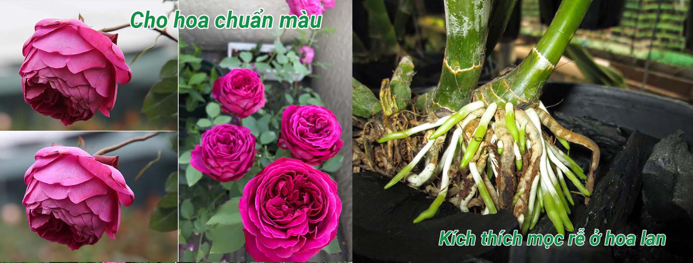 Combo 2 gói Phân Trùn Quế Viên Nén Chuyên Cho Lan 54k