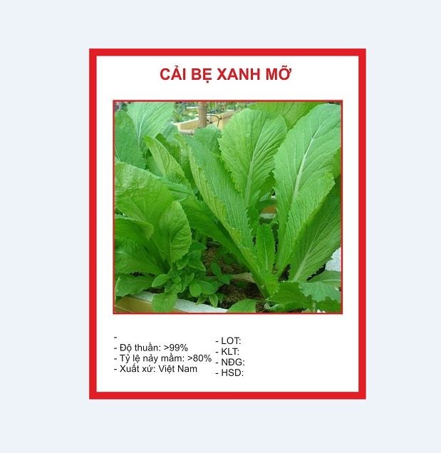 Combo 4 gói hạt giống rau cải ( cải ngòng + cải ngọt + cải xanh + cải chíp )
