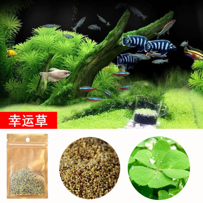 2 gói hạt giống cây thủy sinh dùng trang trí hồ cá