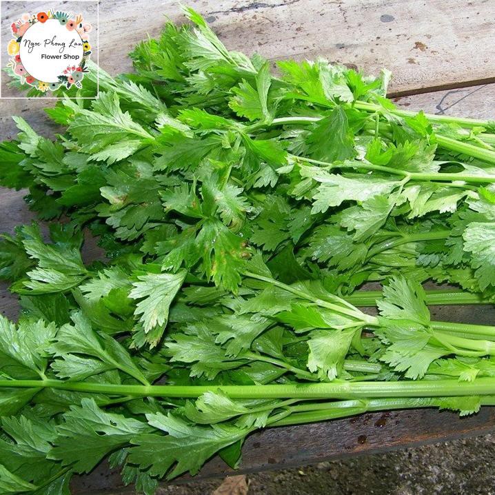 Hạt Giống Rau Cần Lá Xanh (Cần Tây) - Gói 10 Gram