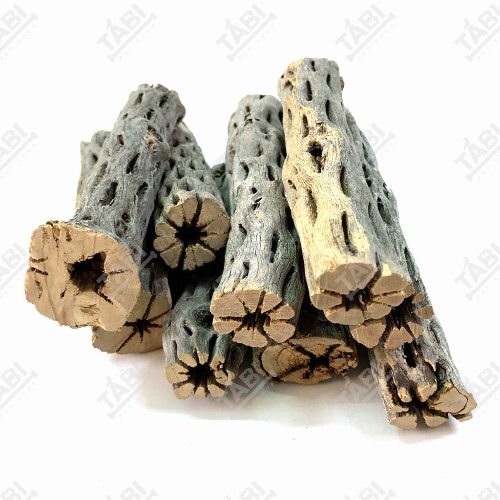 Lũa Cholla Cactus Size 15CM - Lũa Xương Rồng Chuyên Dành Cho Tép Và Chim Cảnh [CHOLLA]