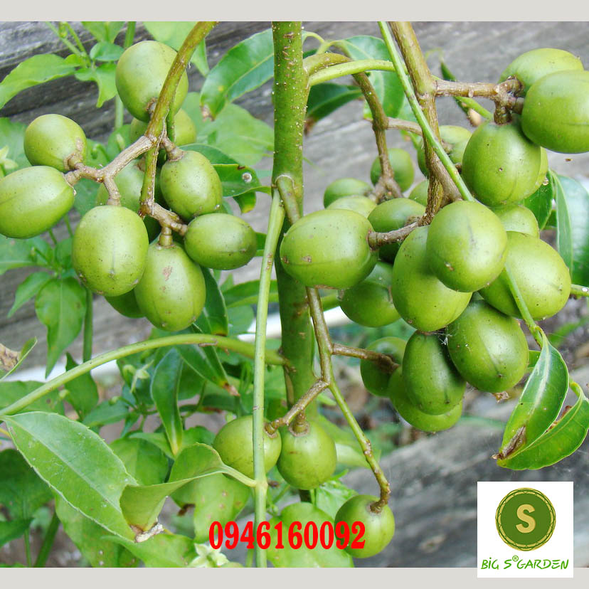 Cây giống Cóc Thái