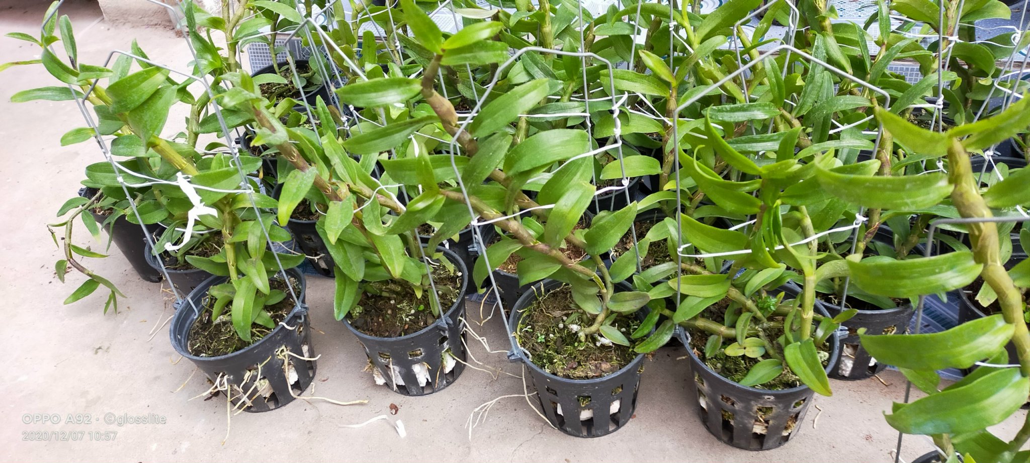 Phi điệp hồng Minh Châu chậu trưởng thành
