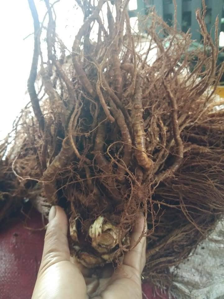 [HCM]Sâm đương quy tươi nguyên củ (gói 1kg)