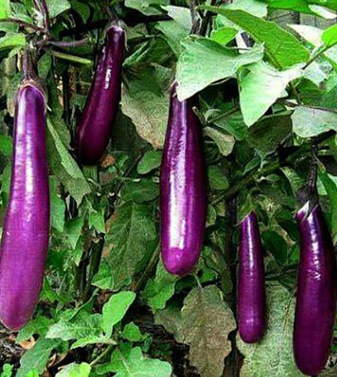 F1 Long Eggplant Seeds - 0.5Gr/Package