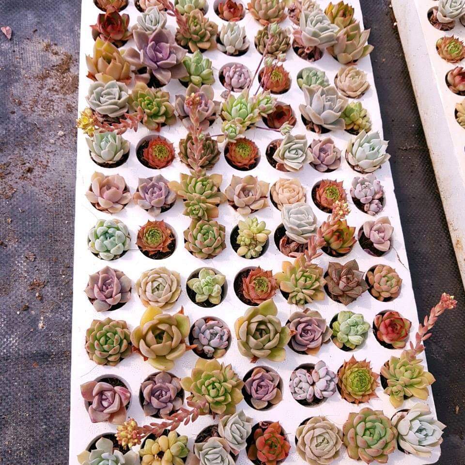 sen đá mini (size vỉ 3-5cm) hàng vip liên đài, cánh đều