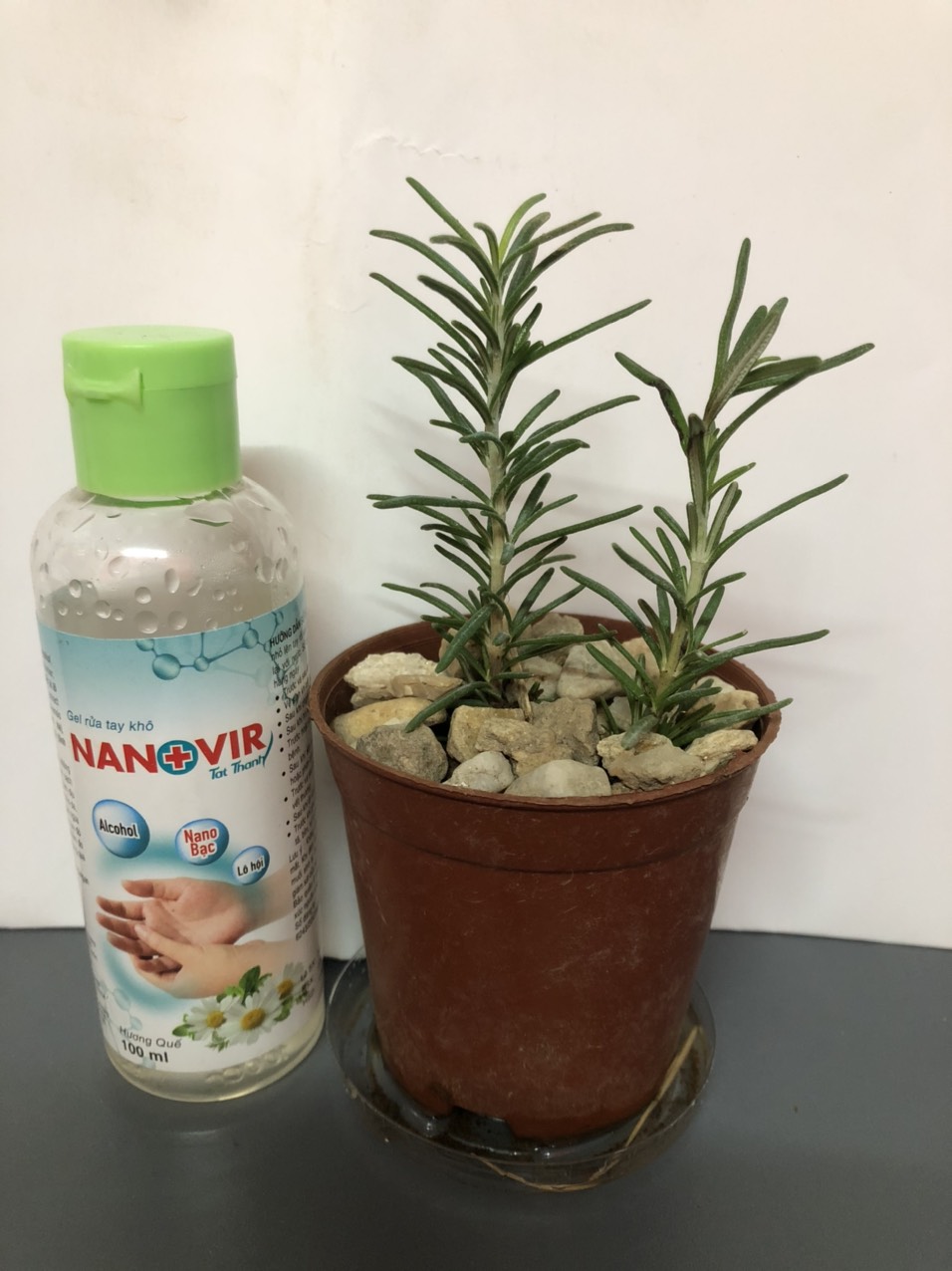 Combo 10 cây giống Hương thảo