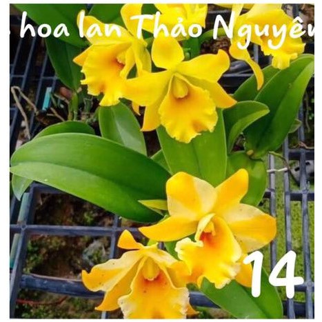 Lan cattleya hoa to nhiều màu sắc hoa thơm ngát cả khu vườn
