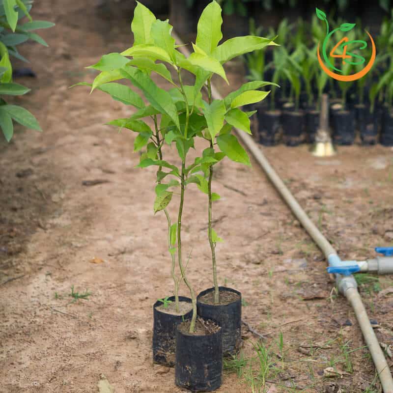 cây giống hoa ngọc lan trắng