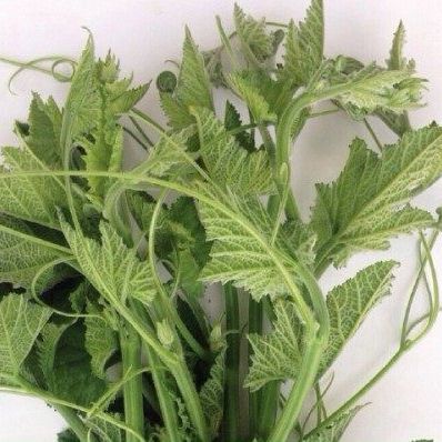 20 Hạt giống bí ngọn siêu ngọn