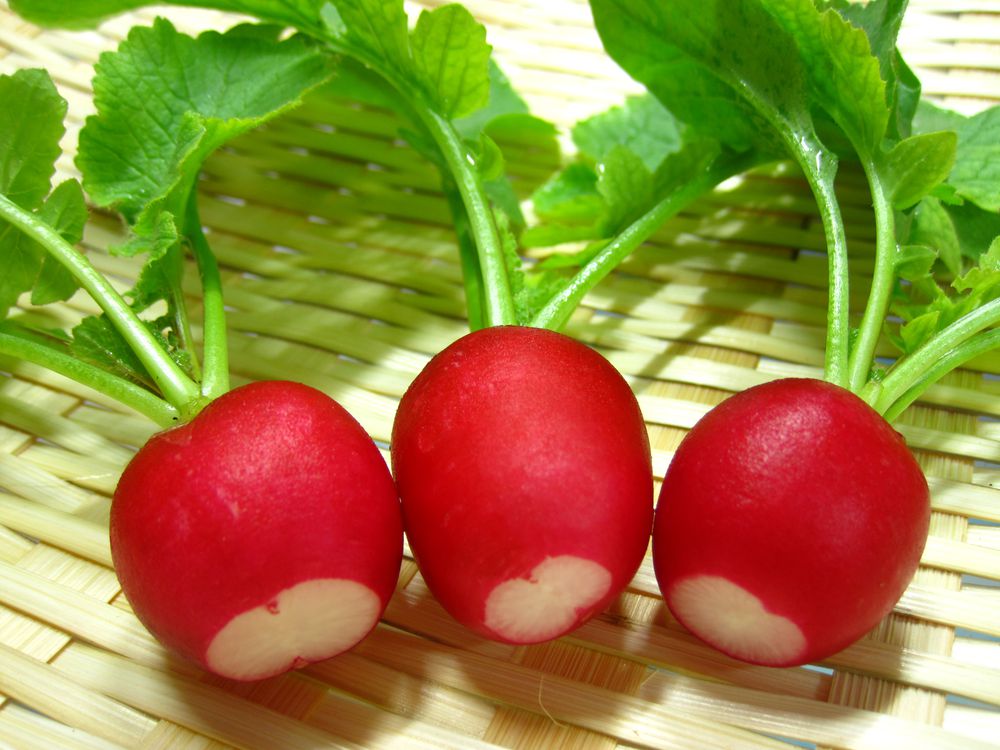 Hạt Giống Củ Cải Đỏ