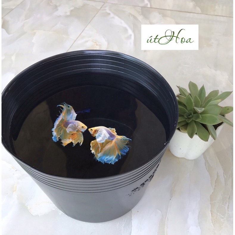 Chậu Nhựa Đen C9 Bít Lỗ (22X17Cm) Trồng Sen, Tách Form Cá Betta