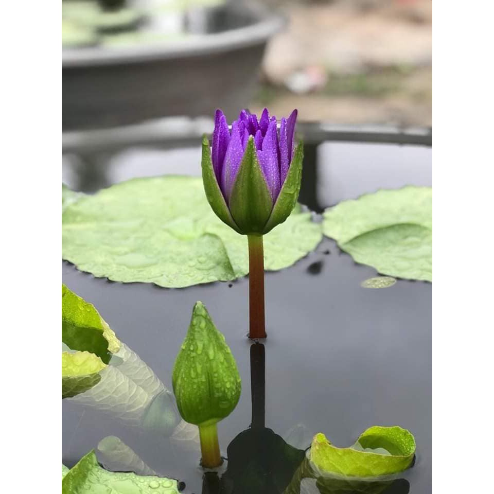 ( RẺ VÔ ĐỊCH)- Cây hoa súng thái màu tím tía