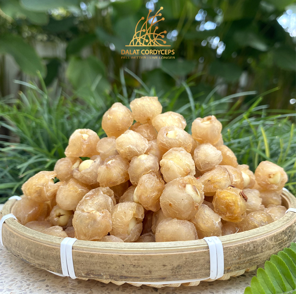 Long nhãn ôm sen - Dalat Cordyceps