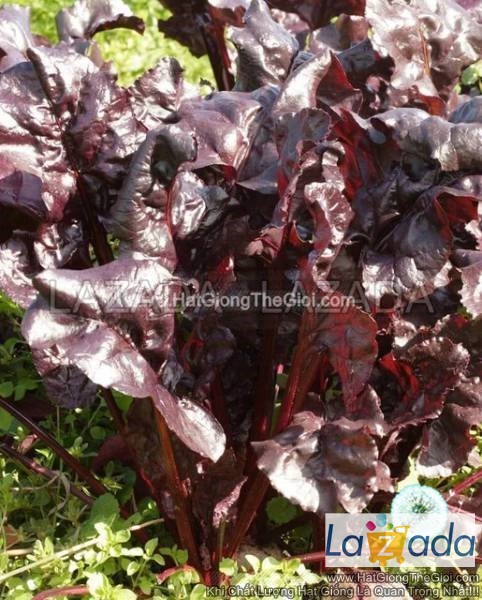 5Gr 250 Hạt Hạt Giống Cải Bó Xôi Đỏ Đậm TG363 (-| C30)