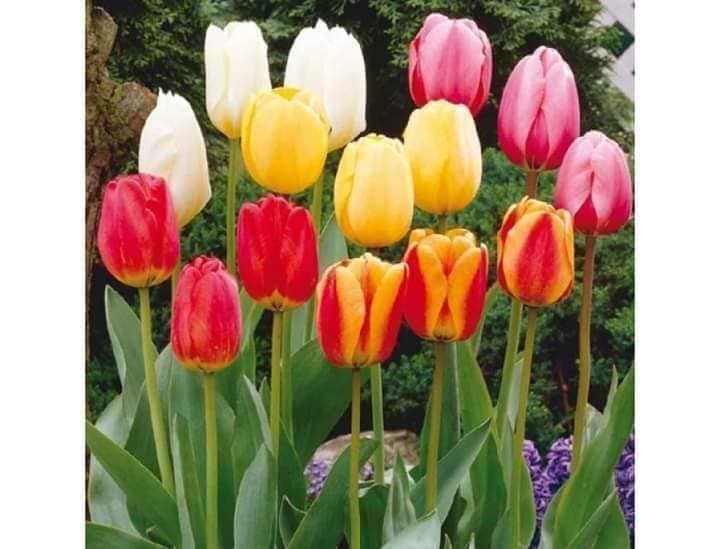 combo 5 củ giống hoa tulip-củ giống