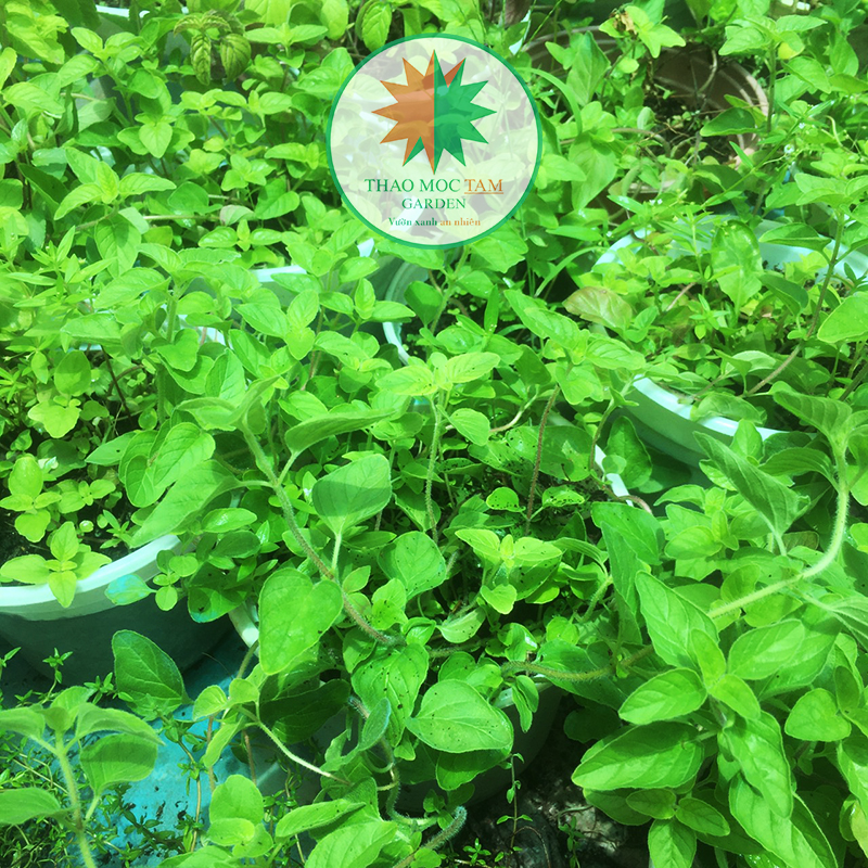 Chậu cây gia vị Oregano – Được sử dụng phổ biến trong nấu ăn
