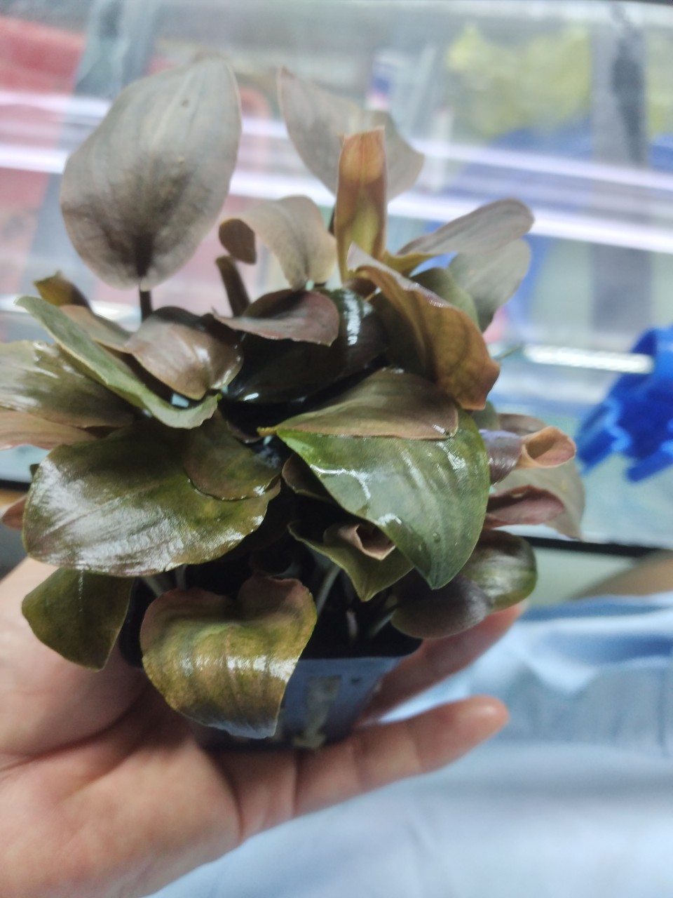 Cây thủy sinh Tiêu thảo Lagenandra meeboldii đỏ