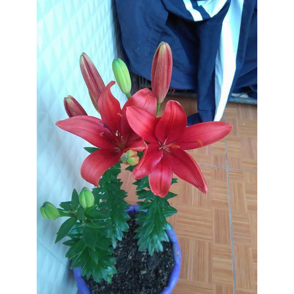 Combo 10 củ ly lùn đỏ