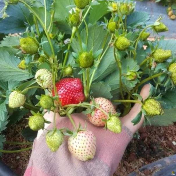 Hạt giống dâu tây alibaba - gói 50 hạt