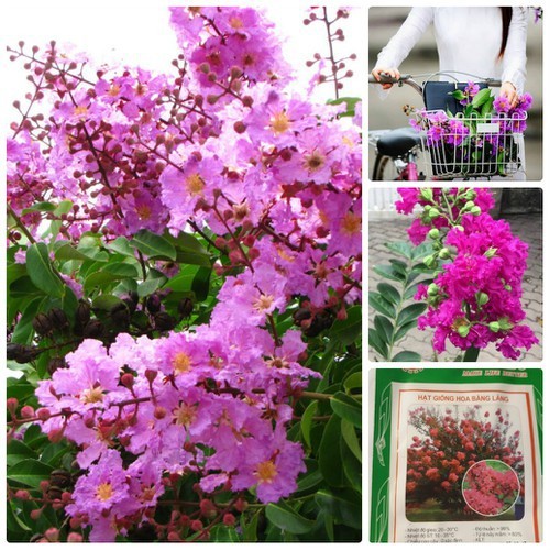 "Gói 30 Hạt " Hạt Giống Hoa Bằng Lăng Tím