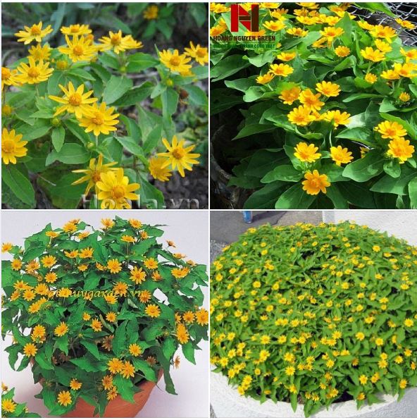 "Gói 50 Hạt " Hạt giống hoa cúc mặt trời